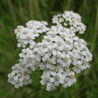 Achillea